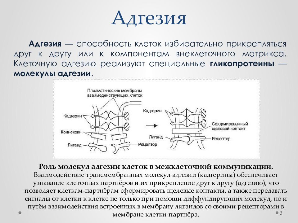 Адгезия это