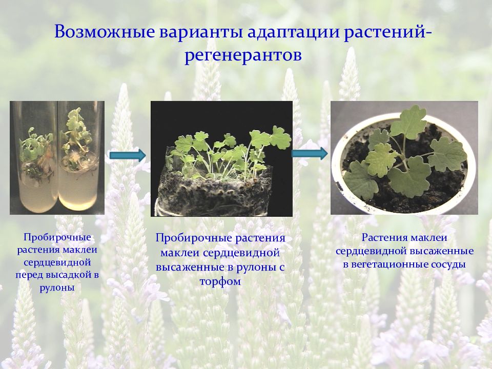 Презентация микроклональное размножение картофеля