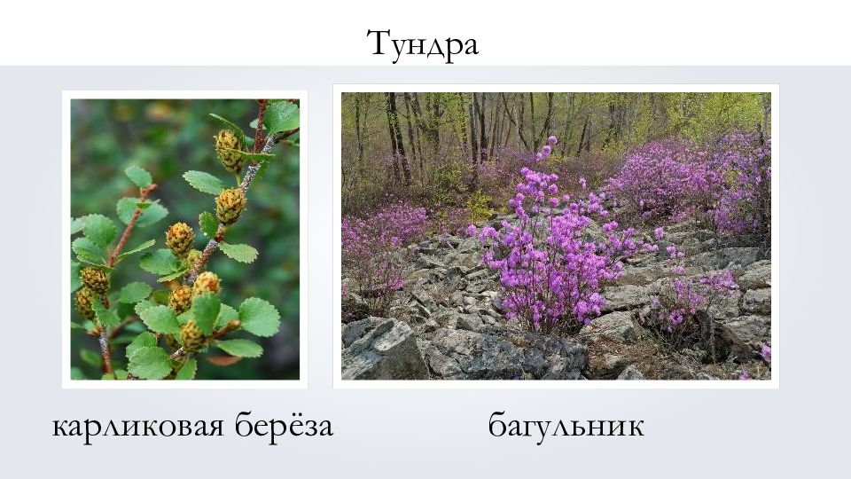 Какие растения есть в евразии. Разнообразие природы Евразии. Растения Евразии. Растительный мир Евразии. Разнообразие природы Евразии 7.