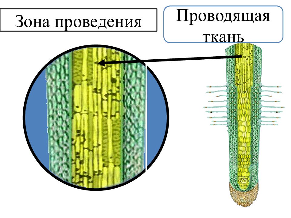 Проводящая ткань рисунок с подписями