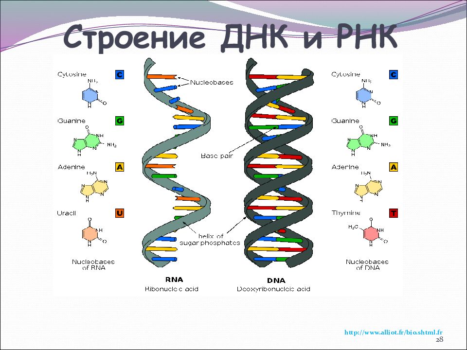 Строение днк кратко и понятно