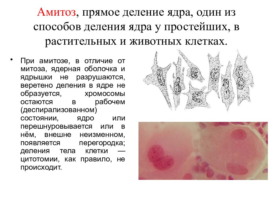 Амитозом делятся клетки. Амитоз прямое деление ядра. Амитоз многоядерная клетка. Амитоз, процессы происходящие в ядре. Амитоз это прямое деление ядра при котором.