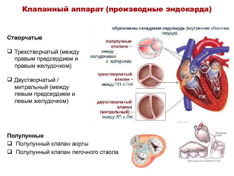 Полулунные клапаны