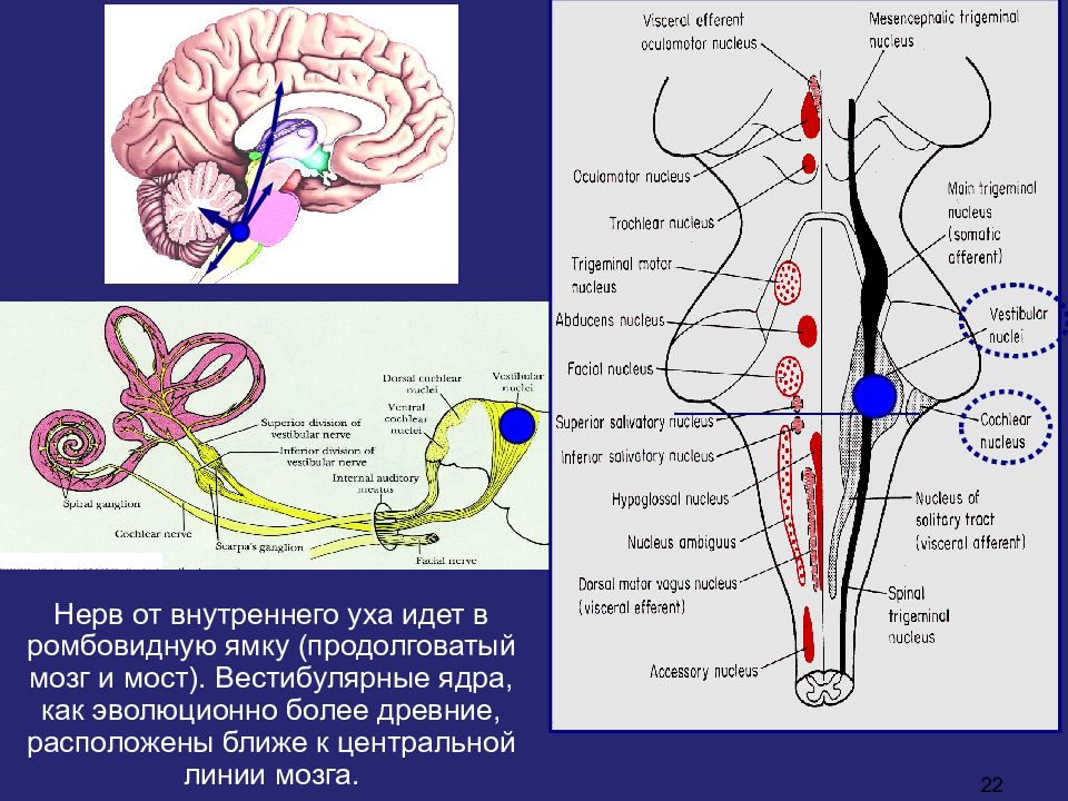 Ядро роллера бехтерева швальбе дейтерса и роллера. Вестибулярные ядра мозга. Ядра ствола мозга схема. Ядра продолговатого мозга. Вестибулярное ядро в мозге.