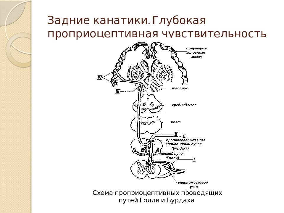 Пути анатомия. Схема проводящих путей Голля и Бурдаха. Проприоцептивный путь коркового направления. Путь глубокой чувствительности неврология схема. Путь Голля и Бурдаха схема.