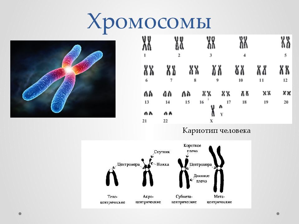 Понятие о кариотипе презентация