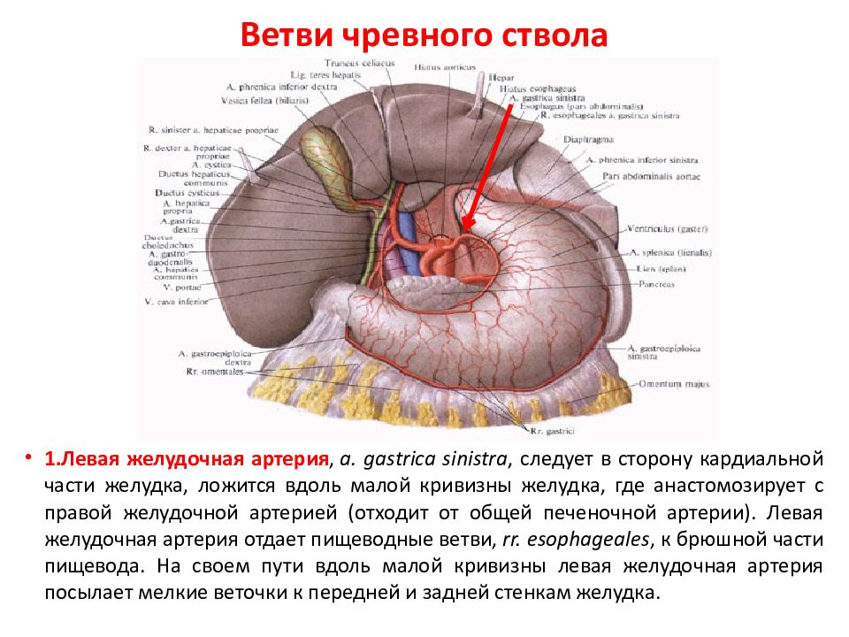 Чревный ствол схема