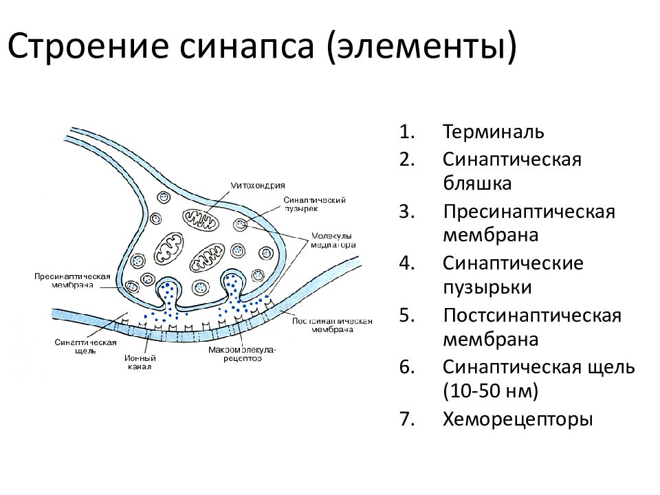 Схема строения и передачи сигнала в химическом синапсе