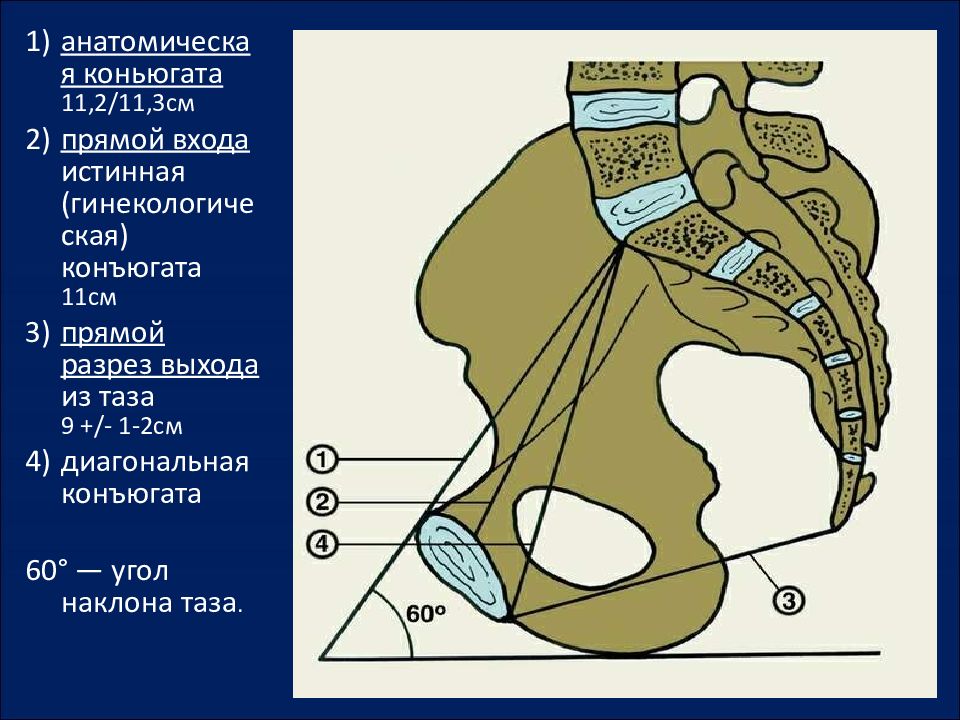 Конъюгат. Конъюгаты таза анатомия. Диагональная конъюгата. Истинная конъюгата. Наружная и диагональная конъюгата.