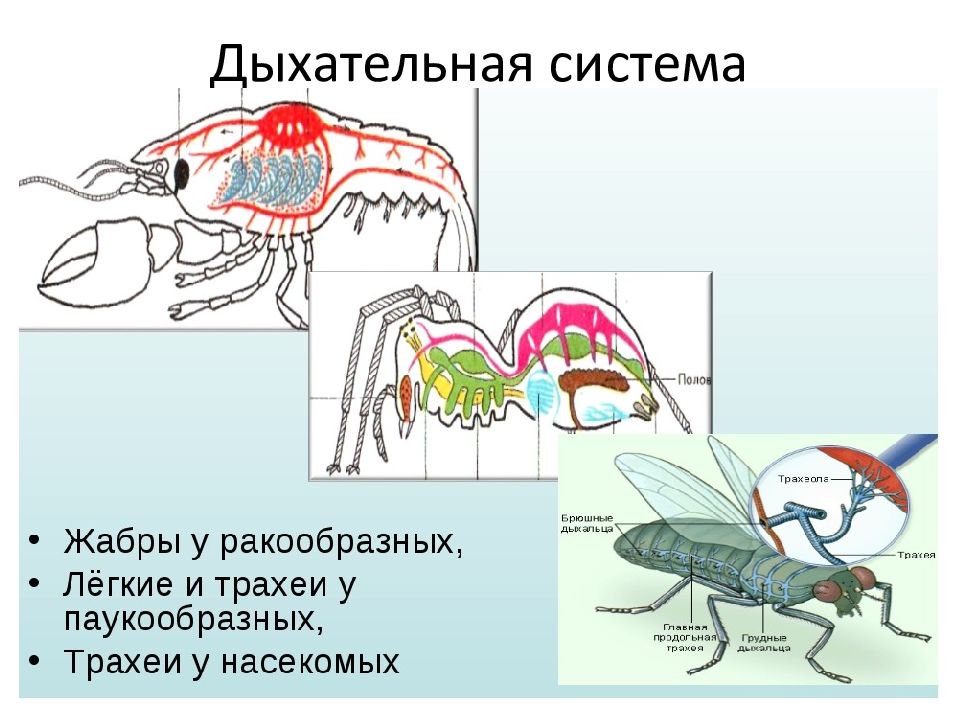 Членистоногие картинки строение