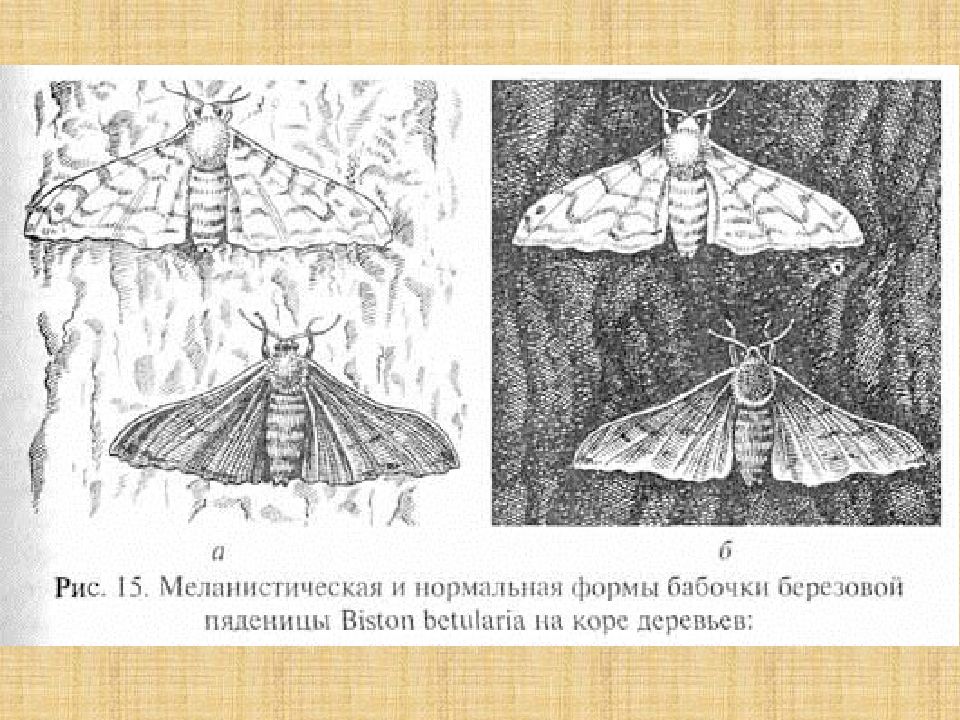 Какой тип питания характерен для пяденицы сосновой изображенной на рисунке обоснуйте свой ответ