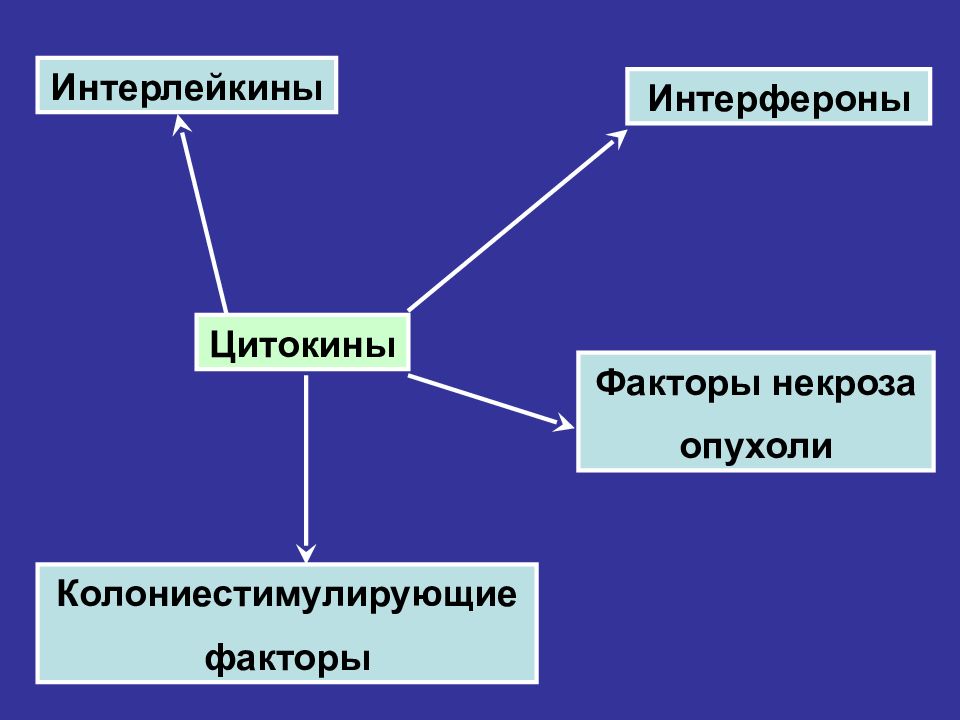 Презентация по иммунологии на тему