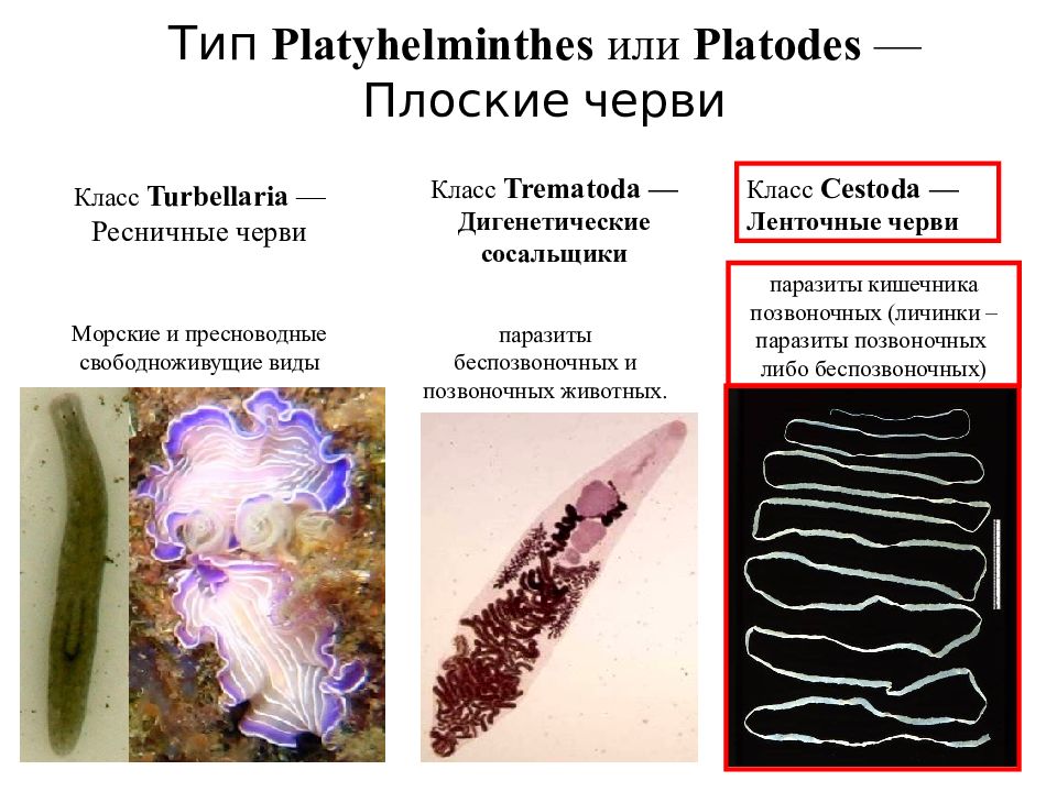 Плоские черви паразиты презентация