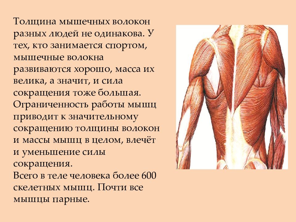 Какое количество мышц у человека. Длинные и короткие мышечные волокна. Волокна мышц. Длинные волокна мышц. Быстрые мышцы.