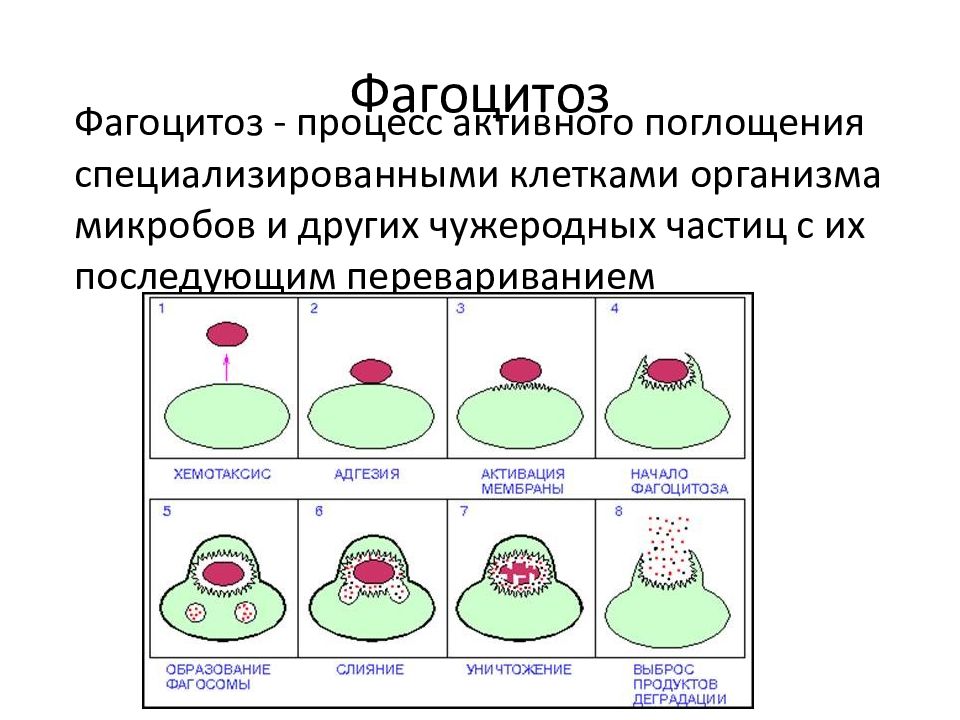 Стадии фагоцитоза рисунок