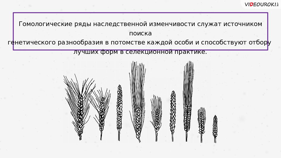 Закон гомологических рядов наследственной изменчивости. Вавилов закон гомологических рядов. Закон гомологических рядов – основа метода. Закон Вавилова биология. Гомологические ряды наследственной изменчивости таблица.