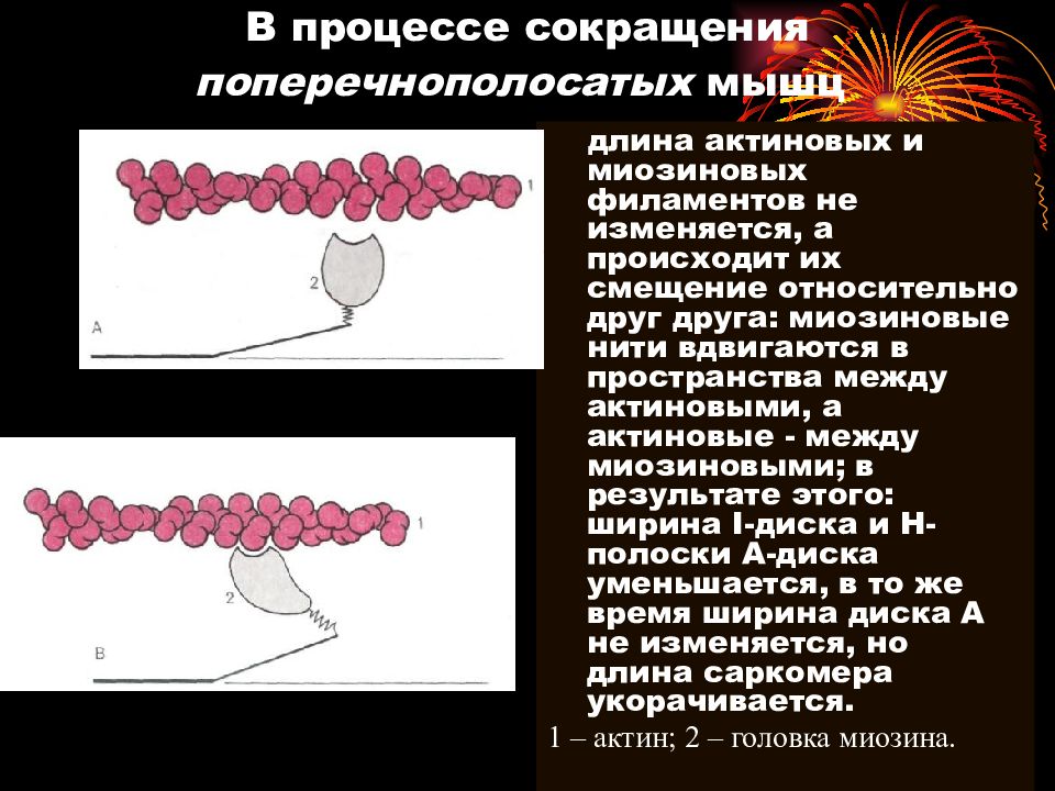 Процесс сокращения. Сокращение поперечнополосатых мышц. Актиновых и миозиновых филаментов. Актиновая и миозиновая регуляция сокращения. Актиновая и миозиновая регуляция процессов сокращения.