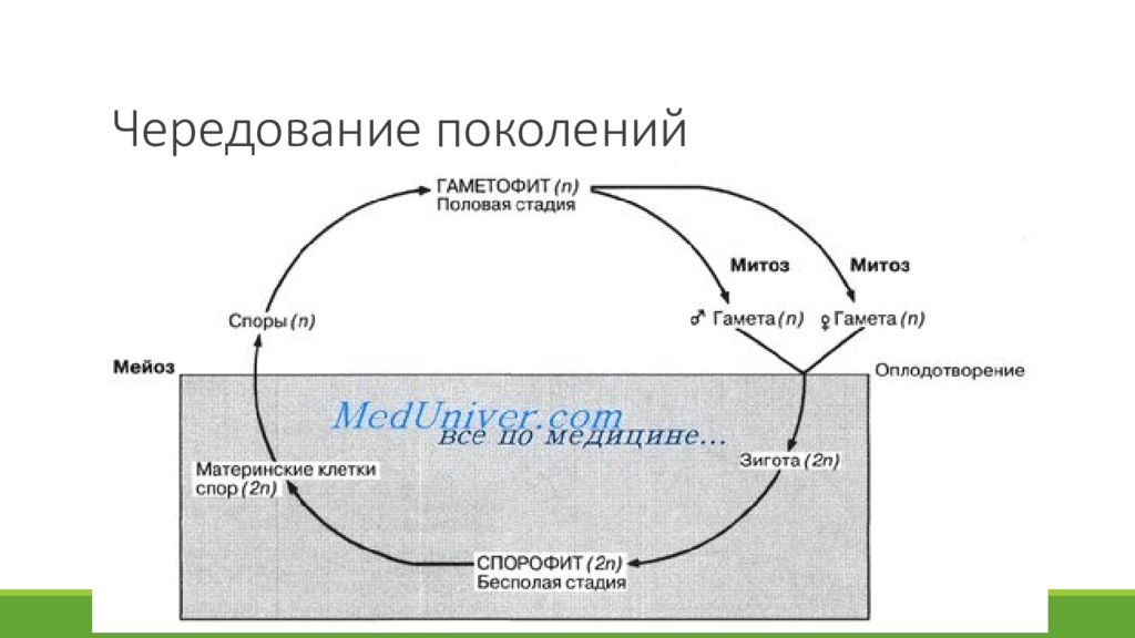 Чередование поколений