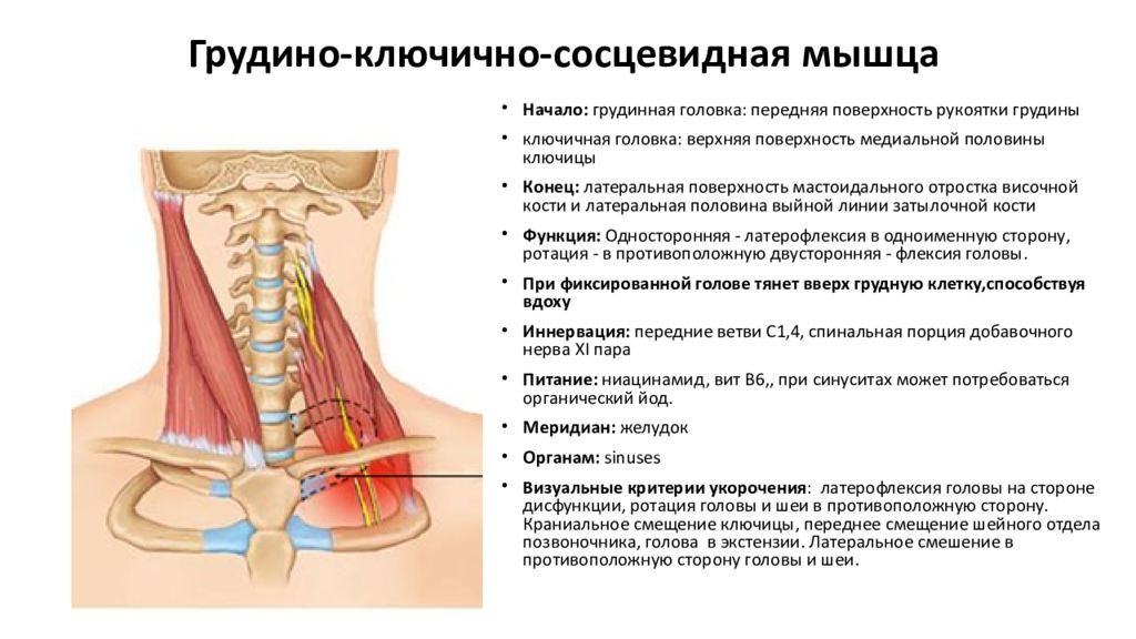 Ключичная мышца. Грудино ключично сосцевидная функции. Ключичная головка грудино-ключично-сосцевидной мышцы. Грудинно сосцевидно Ключичная мышца функции. Грудино-ключично сосцевидная мышца сзади.