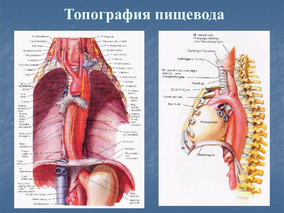 Пищевод фото человека схема расположения