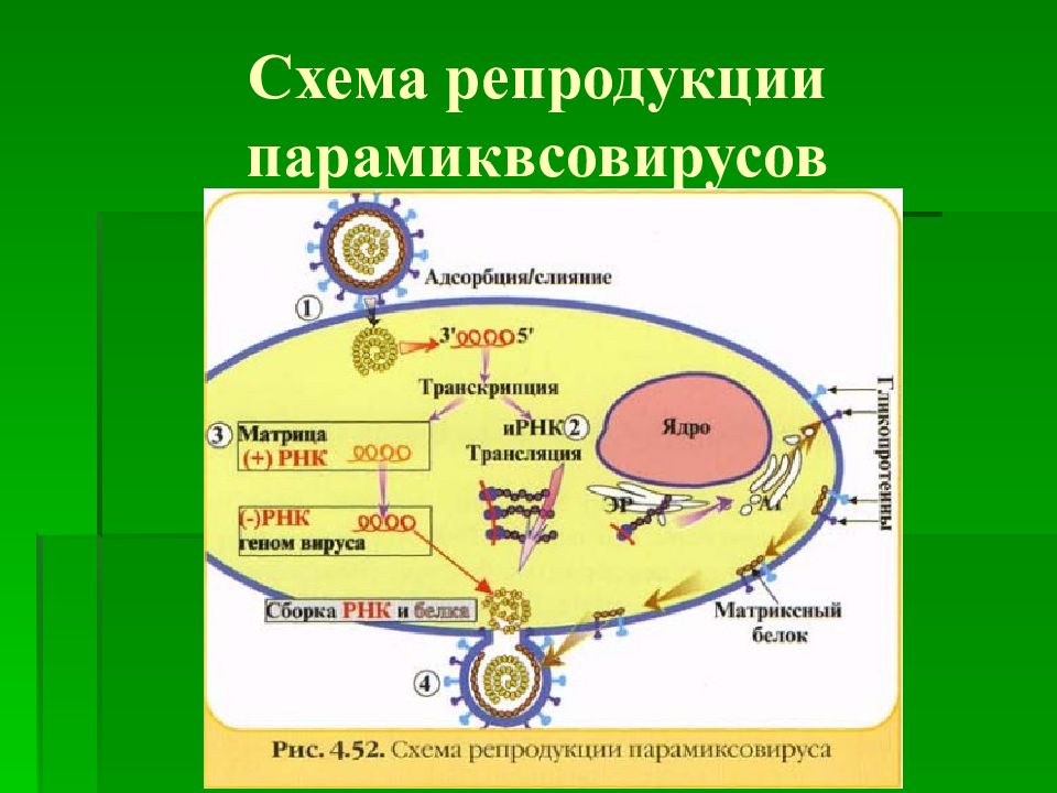 Схема репродукции вируса гриппа