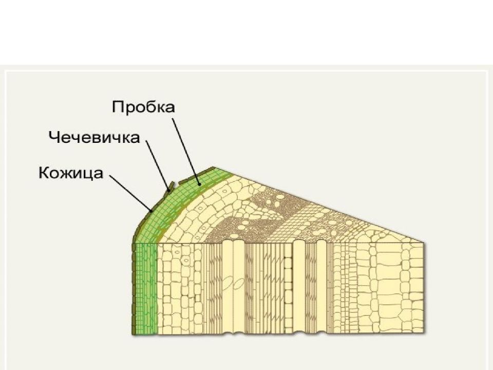 Имеют чечевички. Строение стебля злака. Строение стебля клевера. Внешнее строение стебля. Строение пробки стебля.