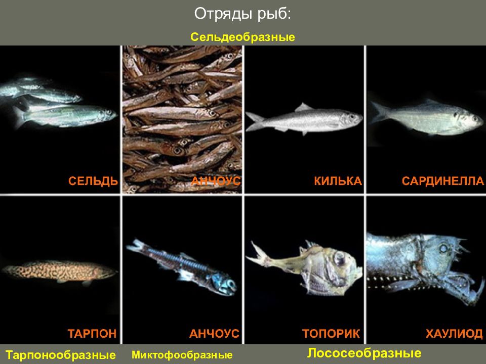 Классификация рыб класс. Отряды рыб. Отряды костных рыб. Классификация хрящевых рыб. Отряды костных рыб таблица.