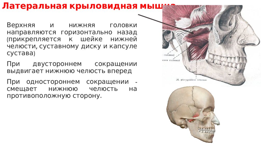 Мышцы нижней челюсти. Латеральная крыловидная мышца начало. Место прикрепления латеральной крыловидной мышцы. Латеральная крыловидная мышца выполняет функцию. Места крепления латеральной крыловидной мышцы.