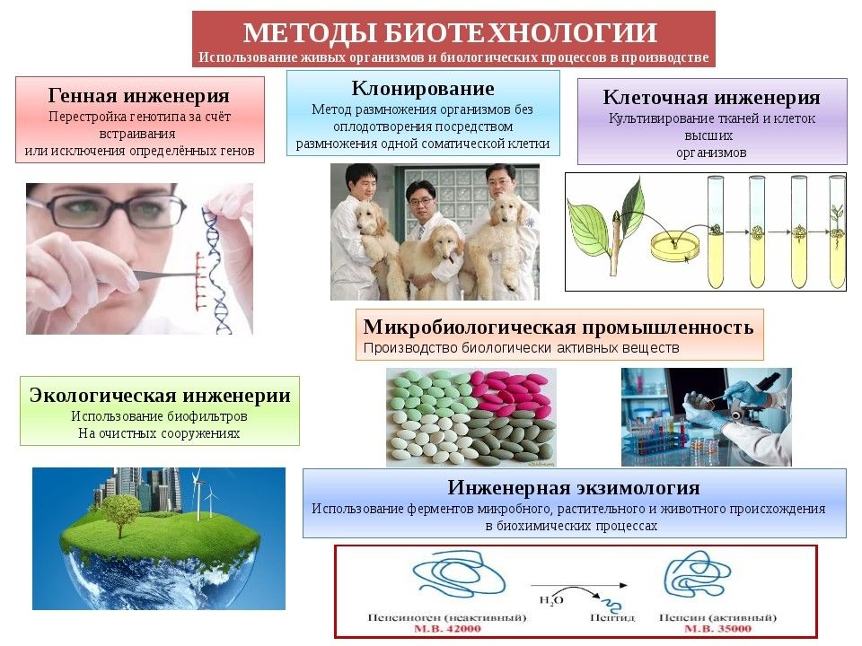 Селекция егэ презентация