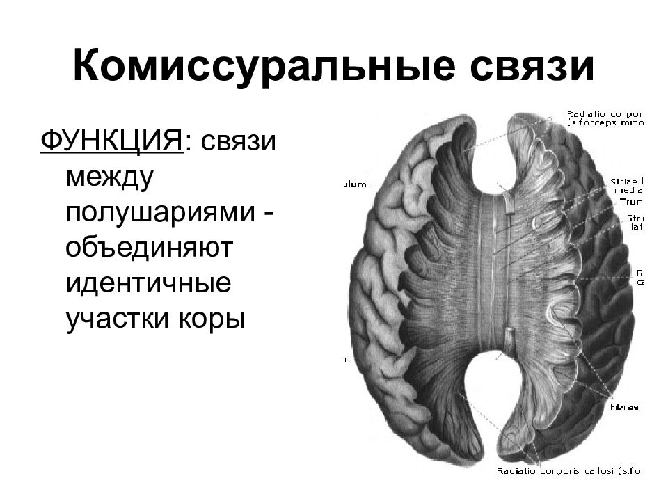 Комиссура это