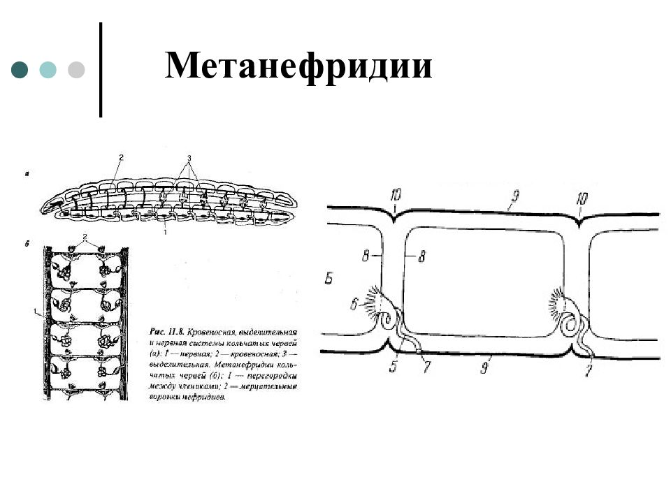 Метанефридии. , Хема строения метанефрилия. Схема строение метанефридия. Метанефридии строение червей. Кольчатые черви строение метанефридии.