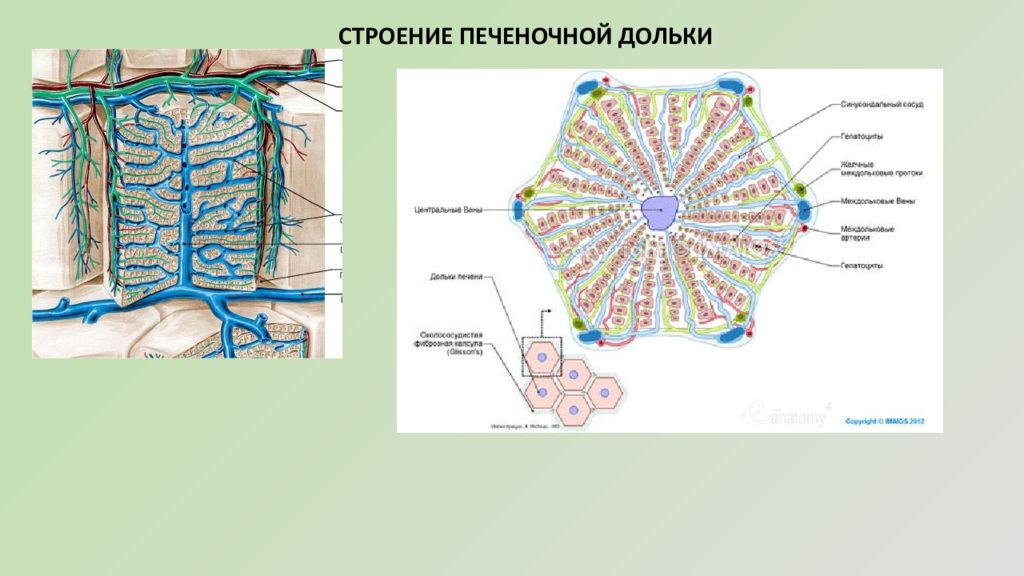 Схема печеночной дольки