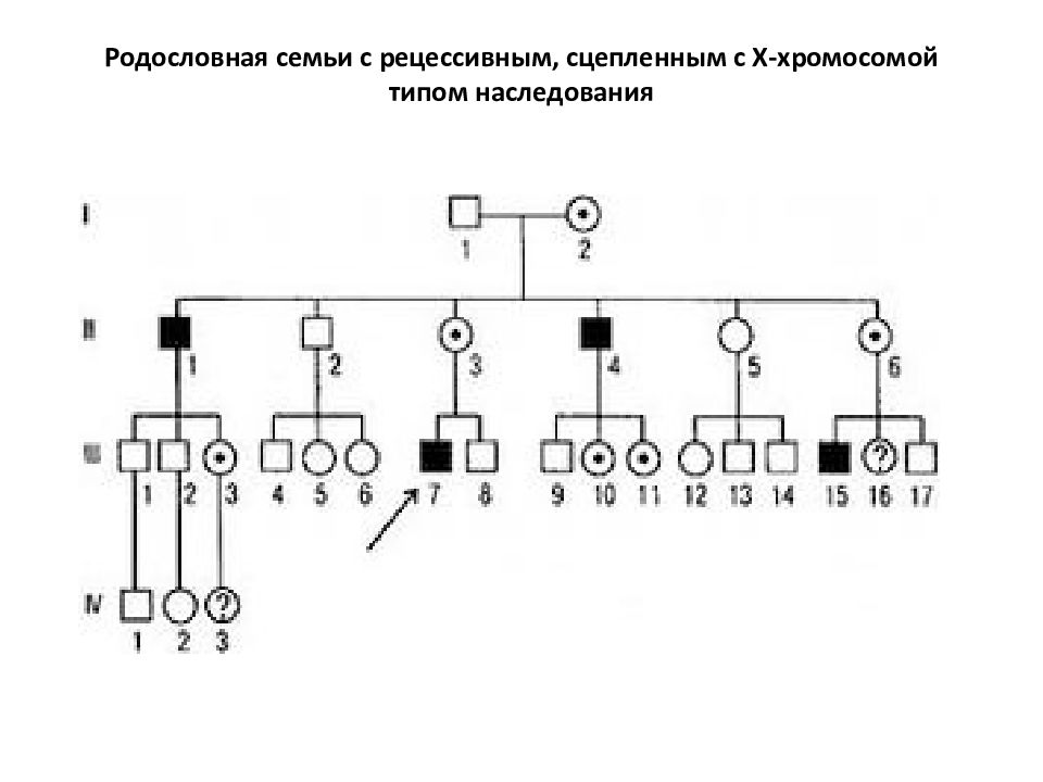 Сколько поколений представлено в графическом изображении родословной пробанда