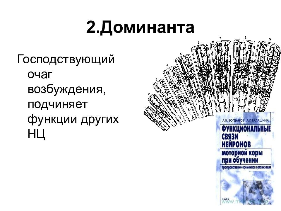 Два доминанта. Доминанта Высшая нервная деятельность. ВНД рисунок. Доминанта 2. Доминантный очаг возбуждения.