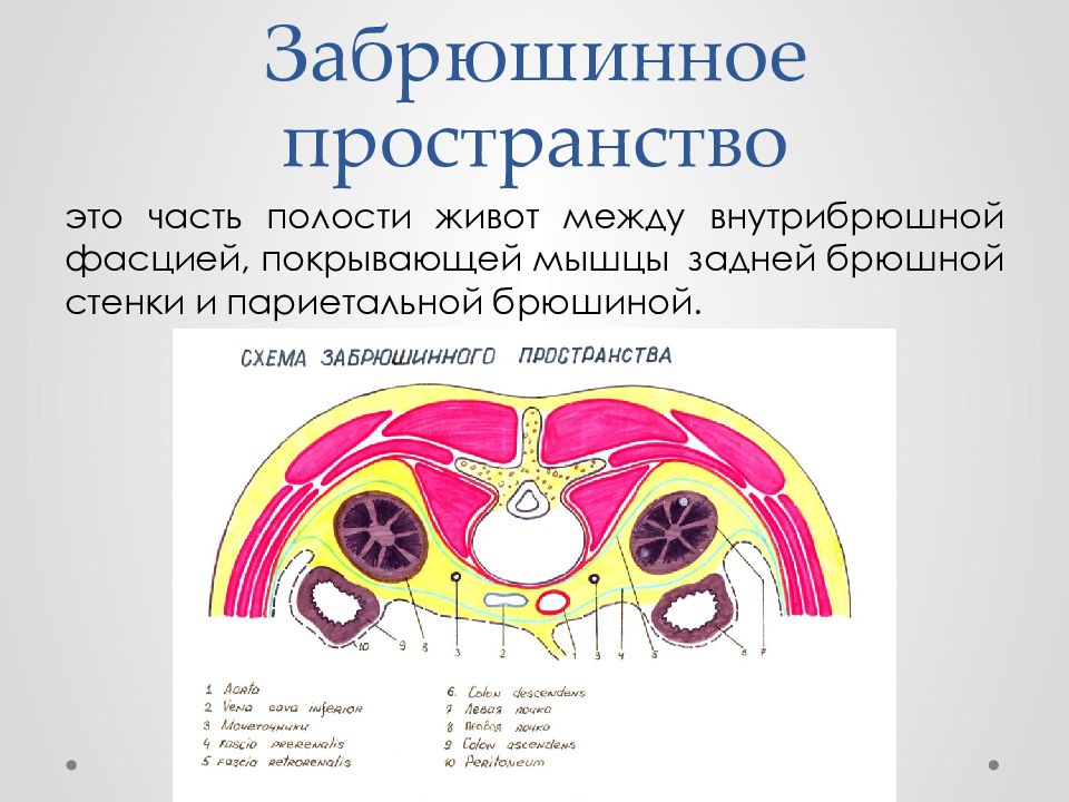 Проверить полость. Забрюшинное пространство границы. Забрюшииное постратнсов. Забрюшинное пространство забрюшинная фасция. Забрюшииное постратнсов фасуии.