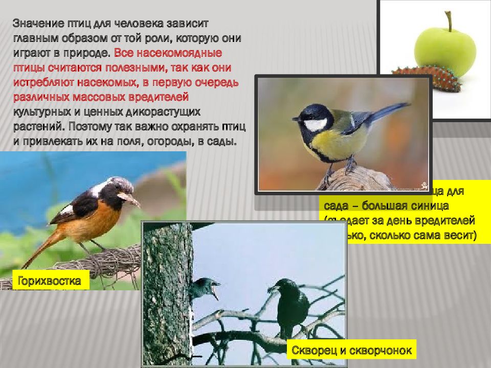 Значение птиц биология 8 класс. Значение птиц для человека. Роль птиц в природе. Роль насекомоядных птиц. Роль птиц в жизни человека.