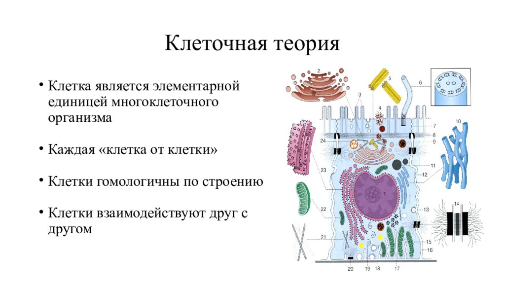 Класс биология теория. Клеточная теория простыми словами. Цитология клеточная теория. Клетка клеточная теория. Теория клеточного строения.