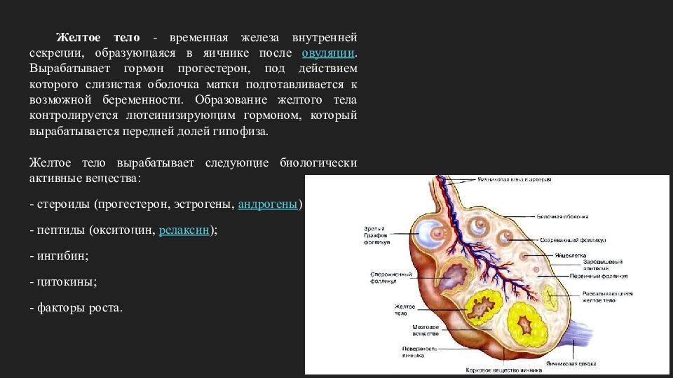 Бывшие желтые тела. Образование желтого тела. Функции желтого тела. Желтое тело вырабатывает.