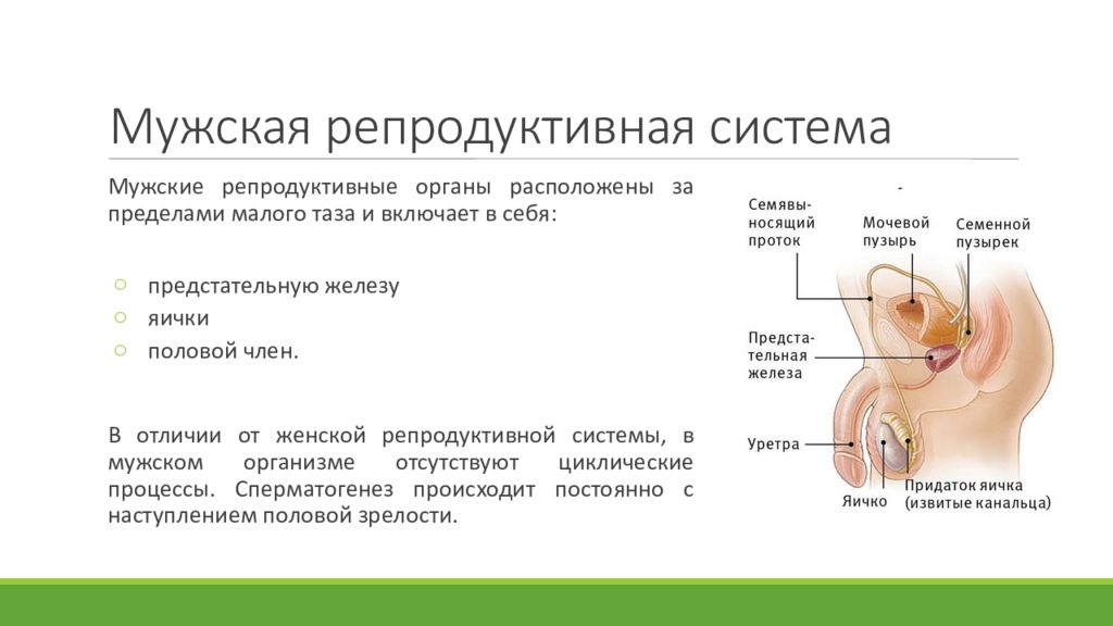 Обозначьте на предложенной диаграмме органы репродуктивной системы мужчины