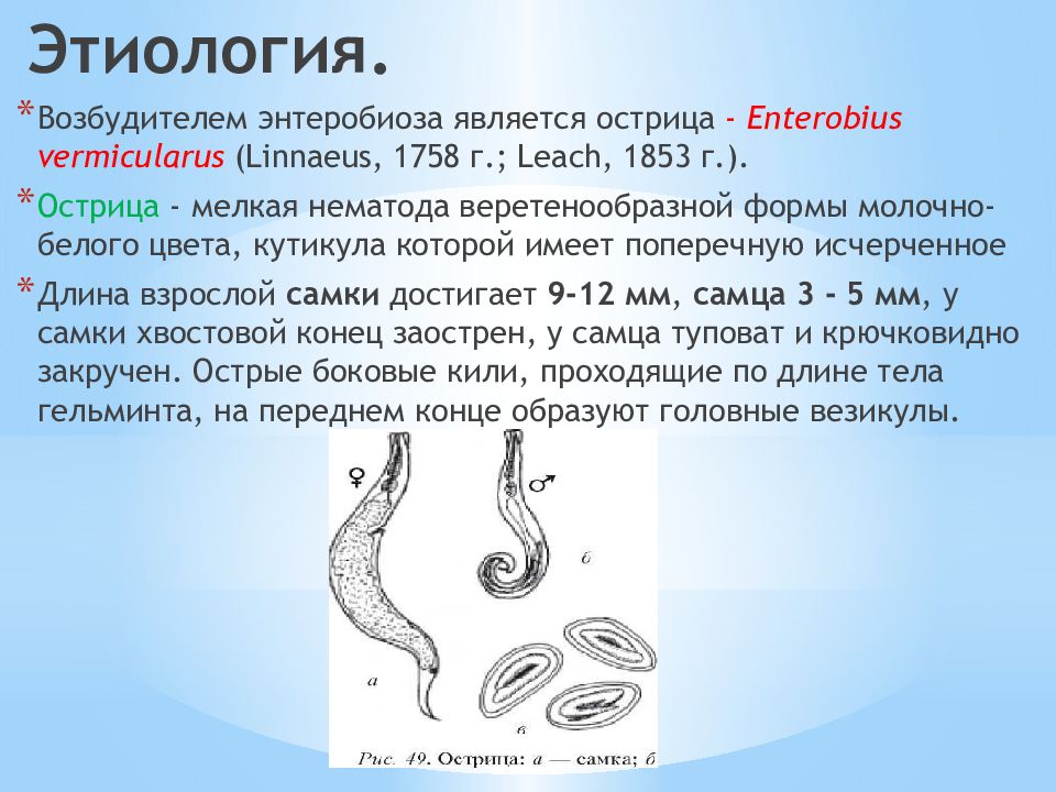 Энтеробиоз возбудитель рисунок