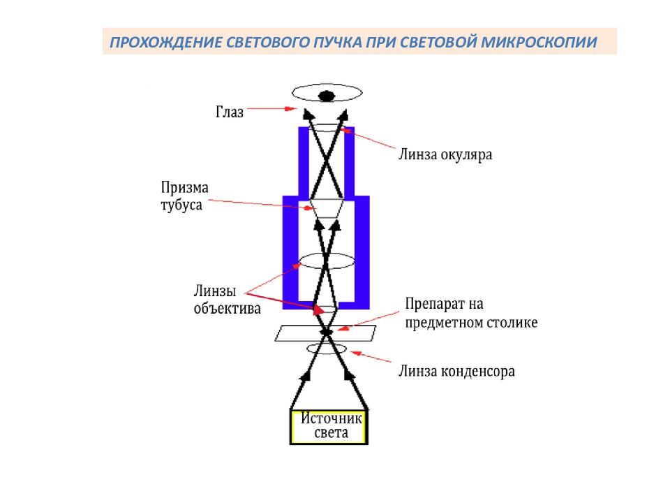 Оптическая схема микроскопа