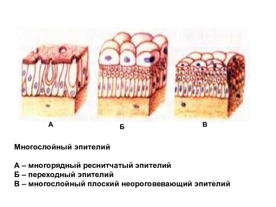 Многослойный эпителий рисунок