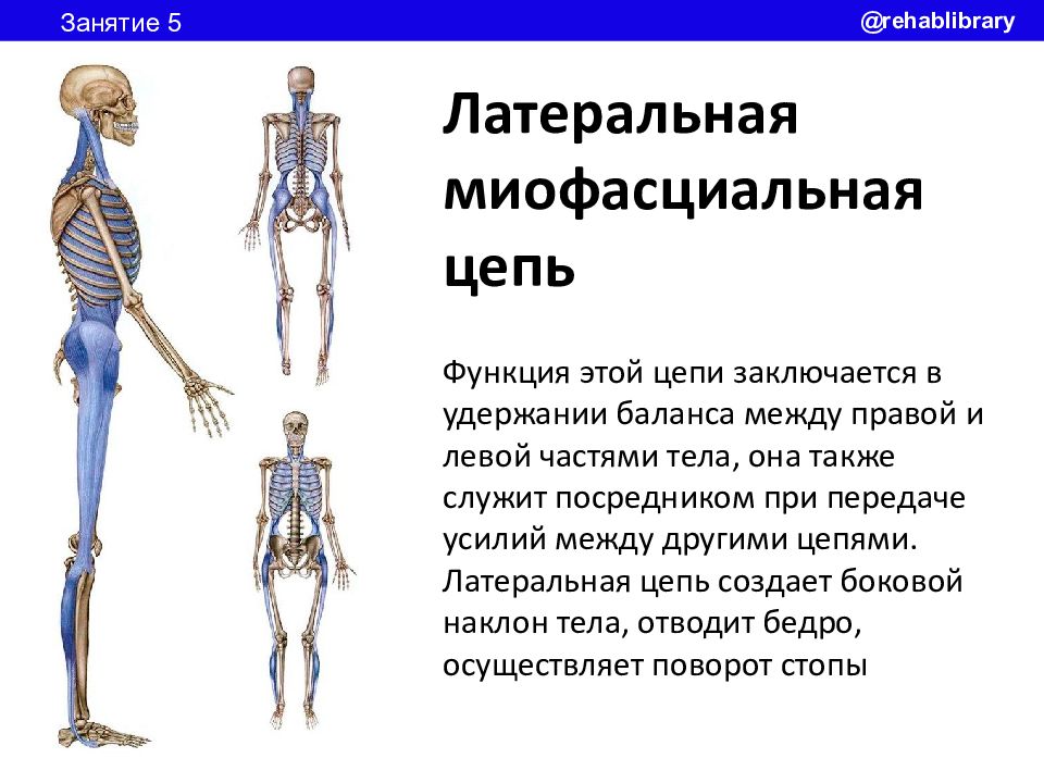 Миофасциальные поезда картинки