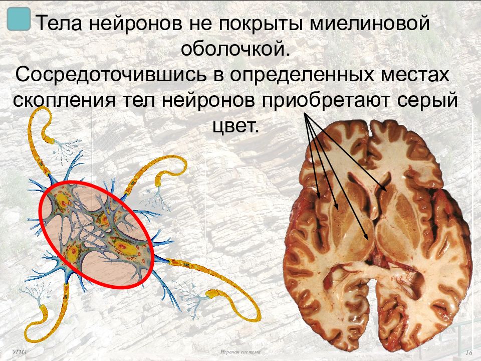 Скопление тел нейронов это. Скопление тел нервных клеток. Это место тел скопления нейронов. Скопление тел нейронов - серый цвет.