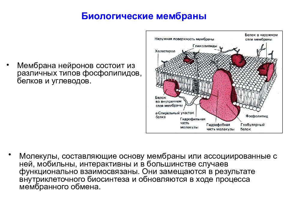 Типы мембран. Биологическая мембрана гистология. Структурная схема биологической мембраны. Строение биологических мембран биохимия. Молекулярная организация биомембран схема.