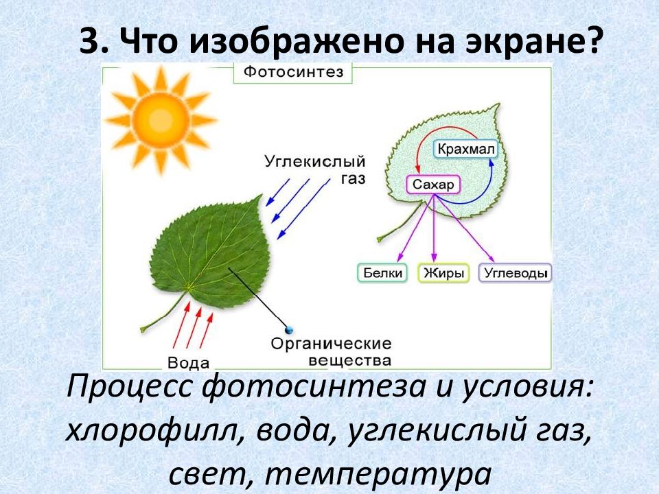 Пигмент участвовавший в фотосинтезе. Фотосинтез растений 2 класс биология. Фотосинтез фаза процесс продукт. Фотосинтез у растений 2 класс. Фотосинтез это процесс образования органических веществ.
