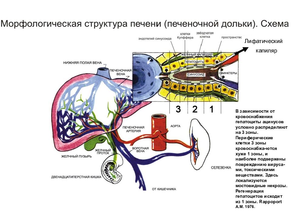 Кровоток печени схема