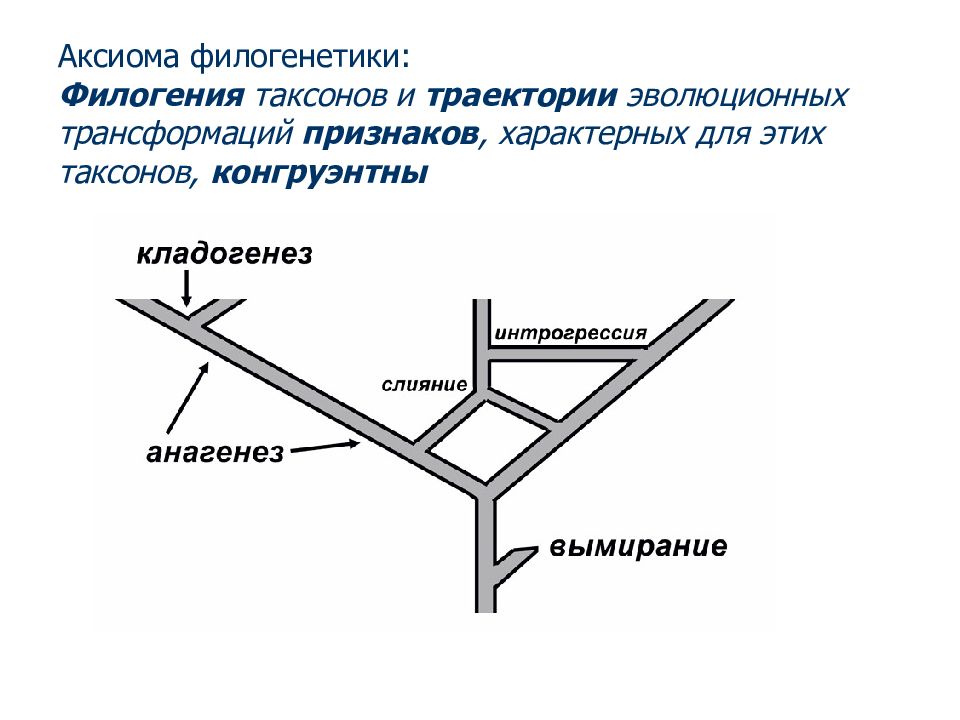 Схема развития таксонов и сообществ по е с смирнову