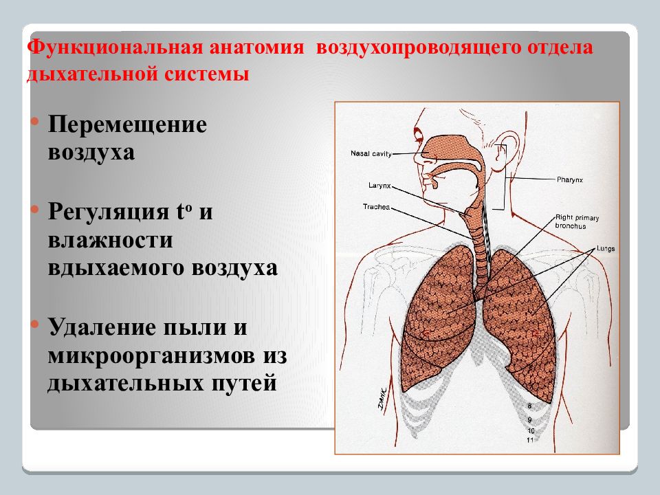 Анатомия дыхательной. Верхние дыхательные пути анатомия. Верхние отделы дыхательных путей. Дыхательная система человека анатомия и физиология. Отделы дыхательной системы анатомия.