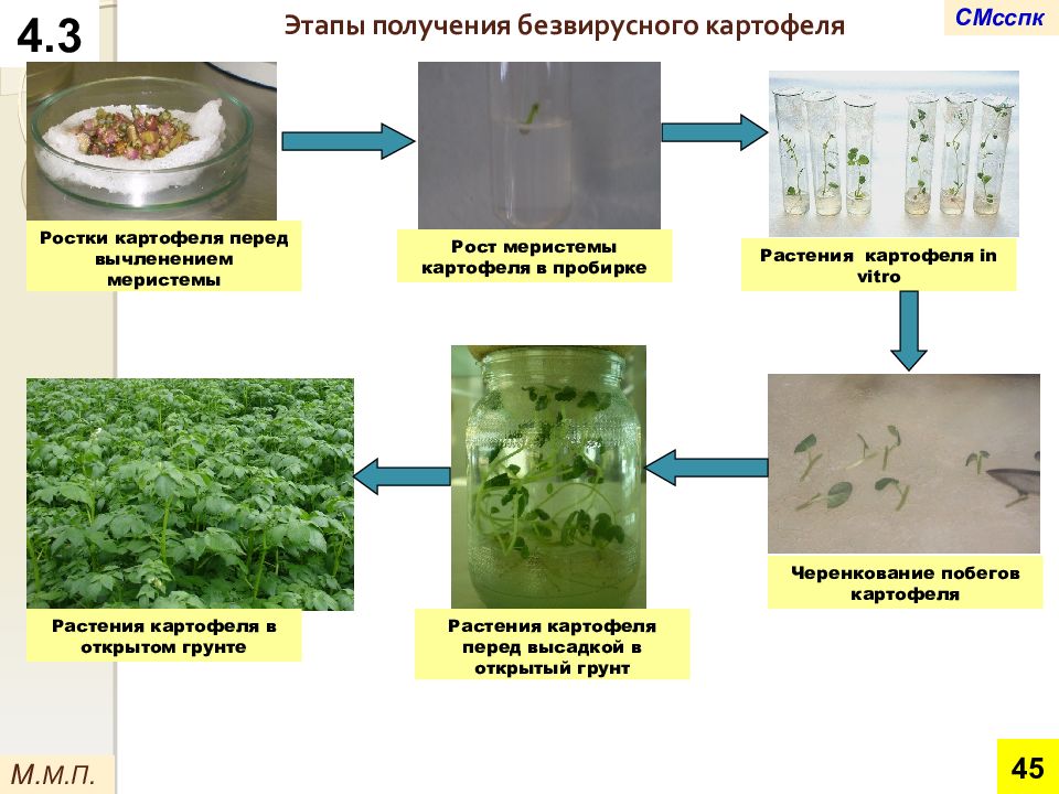 Микроклональное размножение растений презентация